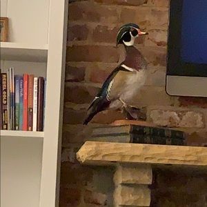 Meet your Posher, Peter